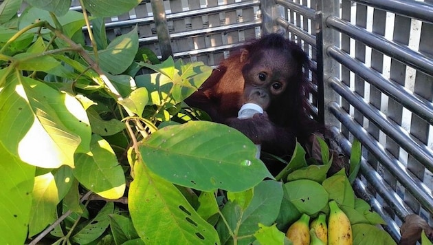 Für sein zartes Alter musste dieser kleine Orang-Utan schon viel durchmachen. (Bild: Jejak Pulang/Vier Pfoten)