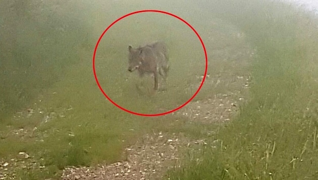 Ein Wolf geht im Zillertal um. (Bild: ZOOM.TIROL)