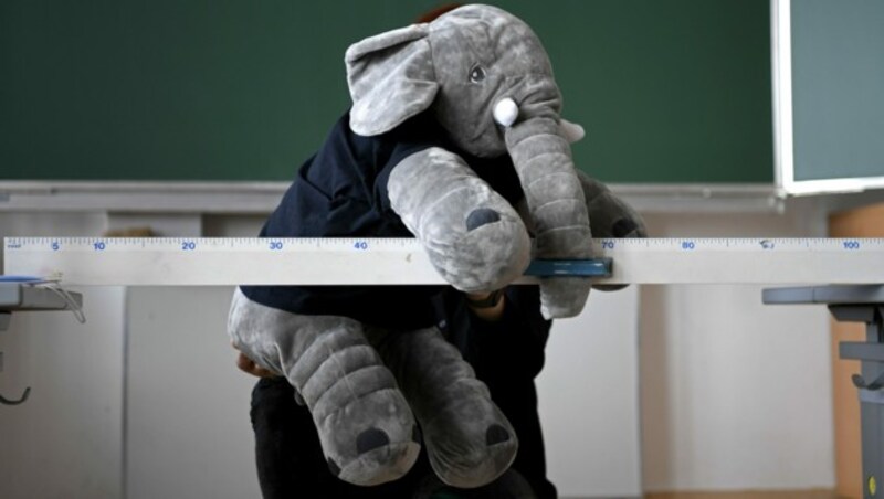 Ein Babyelefant hilft beim Ausmessen des Tischabstandes in einer Klasse in einer Volksschule in Wien. (Bild: APA/HARALD SCHNEIDER)