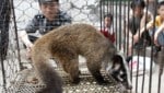 Am Wildtiermarkt in Wuhan wurden alle möglichen Wildtiere angeboten - so wie diese Zibetkatze. (Bild: AFP)