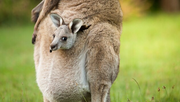 Flauschige und gemütliche Kinderstube im Känguru-Beutel? Ein weit verbreiteter Mythos. (Bild: Natsicha /stock.adobe.com)