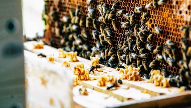Die Bienen am Salzburger Bienenhof können sich zur Honigproduktion an zwölf Hochbeeten mit heimischen Pflanzen bedienen. (Bild: ANDREAS TROESTER)