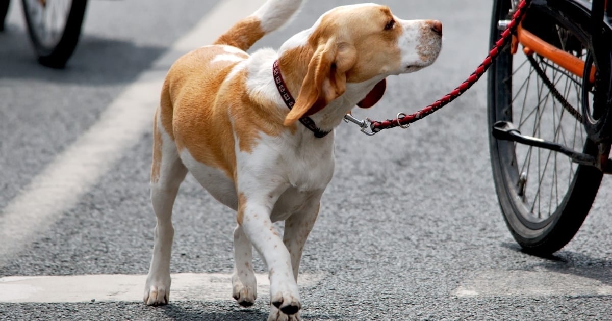 Verbot oft unbekannt Radlern mit Hund drohen 726 Euro Strafe krone.at