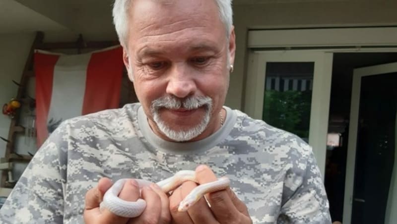 Die kleine Albino-Kornnatter ist nun in sicheren Händen. (Bild: Walter Stangl)