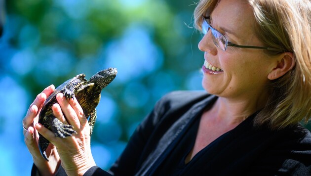 Umweltministerin Leonore Gewessler (Grüne) mit einer europäischen Sumpfschildkröte im Rahmen eines Pressetermins „Artenvielfalt im Nationalpark Donau Auen“ (Bild: APA/BMK/CAJETAN PERWEIN)