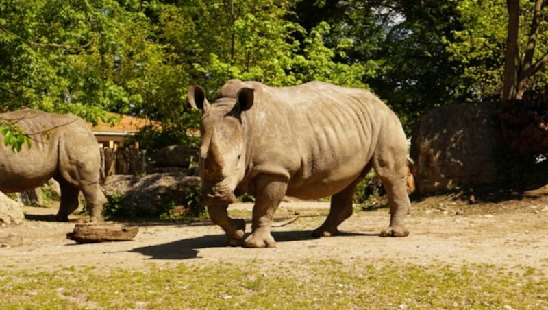 (Bild: Zoo Salzburg/A. Gfrerer)