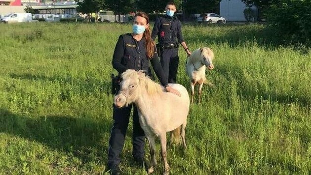 Diese zwei ausgebüxten Ponys konnten von der Polizei wieder eingefangen werden. (Bild: Polizei Steiermark)