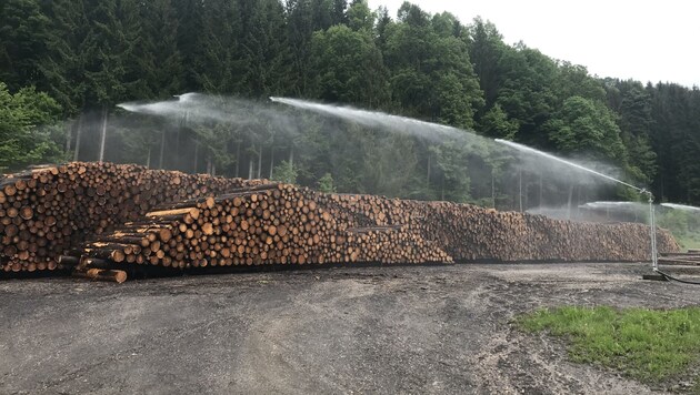 In den vergangenen Wochen wurden 4000 Festmeter Holz im neuen Nasslager im Lavanttal eingelagert und qualitativ gesichert. (Bild: WWG Kärnten)