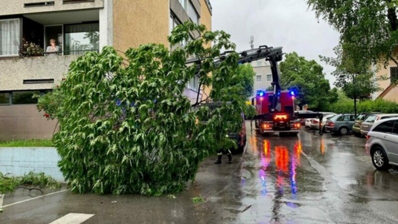Bei der Maxglaner Hauptstraße fiel ein Baum auf ein Auto. (Bild: Markus Tschepp)