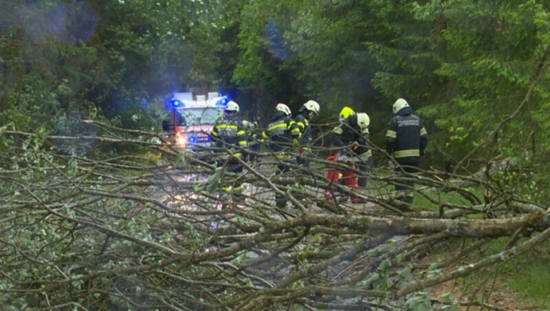 Die FF Mitterberg hatte mit einigen umgestürzten Bäumen zu kämpfen. (Bild: BFV Liezen/Schlüßlmayr)