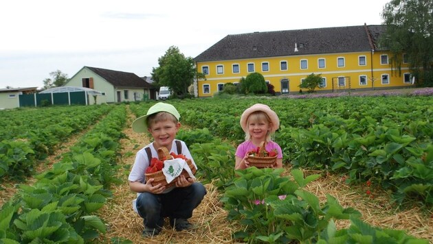 Auch in Naarn sind die Erdbeerfelder bei Familie Derntl ab sofort für Selbstpflücker offen (Bild: Frischgemüse Derntl)