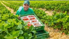 Christoph Fälbl mit seiner ersten Lage Erdbeeren (Bild: Moni FELLNER)