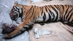 Dieser seltene Sumatra-Tiger tappte in die Falle und verendete qualvoll. (Bild: Greenpeace)