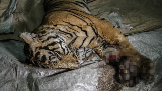 Ein in einer Falle verendeter Sumatra-Tiger (Bild: Greenpeace/Rony Muharrman, krone.at-Grafik)