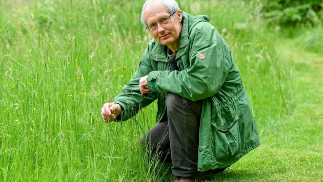 Martin Schwarz vom Naturschutzbund OÖ weiß, dass sich Zecken auf langen Grashalmen oder in Sträuchern verstecken. (Bild: Dostal Harald)