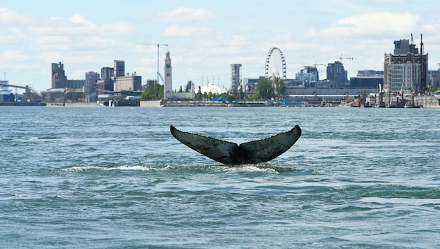 Ein Wal verirrte sich in die Gewässer vor der kanadischen Stadt Montreal, Hunderte Kilometer von seinem Lebensraum entfernt. (Bild: AFP)