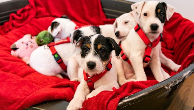 Die fünf Jack Russel Terrier-Welpen (Bild: Gut Aiderbichl)