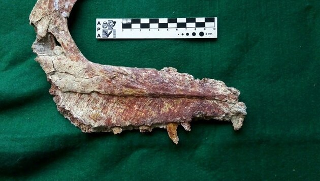 Ein versteinertes Stück des Kiefers der neu entdeckten Saurier-Art Overoraptor chimentoi (Bild: AFP)