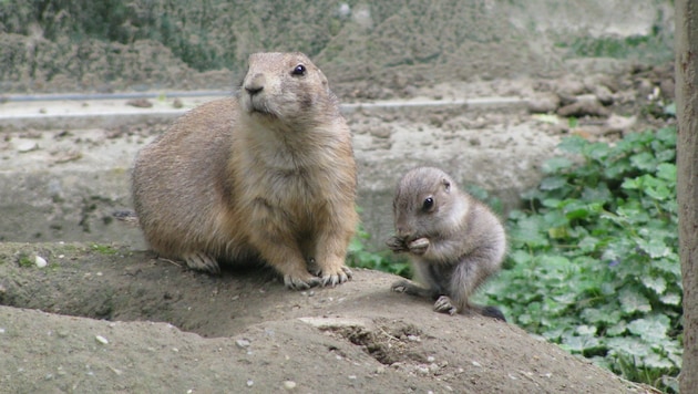 (Bild: Tierpark Walding)