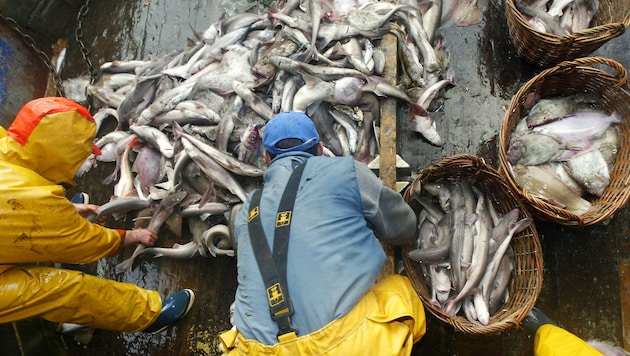 Ein Bericht wirft der chinesischen Fischereiflotte unter anderem illegale Fänge und Überfischung vor (Symbolbild). (Bild: AFP)