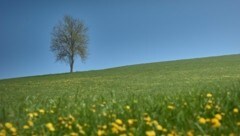 Wertvolles Grün wurde vor der Verbauung bewahrt (Bild: BMLRT/ Alexander Haiden)