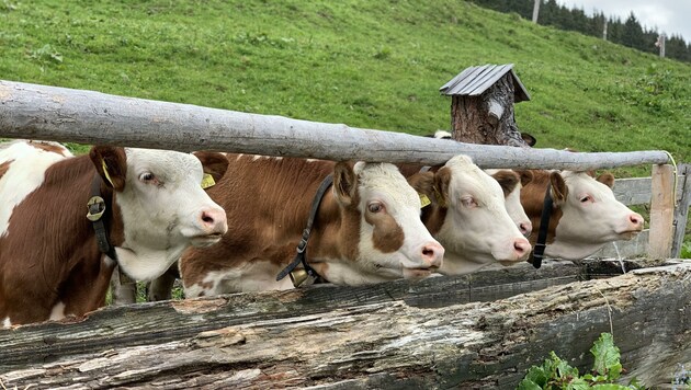 Auf der „Vorderaschbachalm“ in Auffach haben sich die Kühe schon wieder eingelebt. (Bild: Anna-Lena Unterrainer)