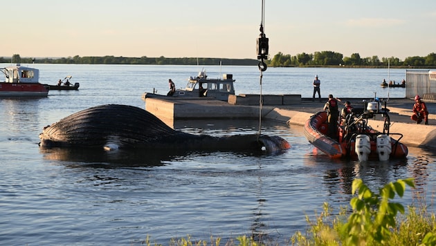 Der Walkadaver wurde von einem Steuermann gesichtet und anschließend aus dem Wasser geborgen. (Bild: AFP)