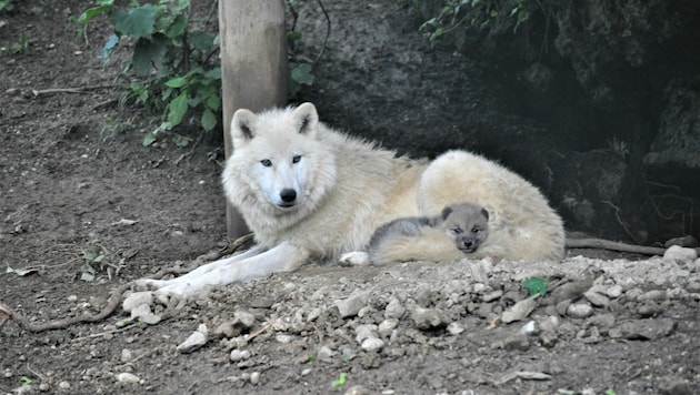 Mutter Anastasia mit ihrem Welpen (Bild: Zoo Salzburg)