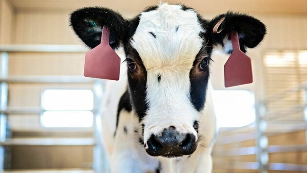 Die Antikörper dieser Kuh könnten die neueste Waffe gegen COVID-19 sein. (Bild: SAB BIOTHERAPEUTICS)