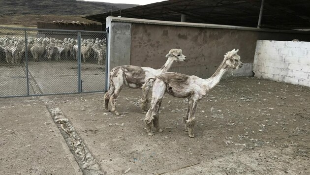 PETA veröffentlichte grausame Aufnahmen von einer peruanischen Alpaka-Farm - die mit den Zuständen in Österreich zum Glück nichts gemeinsam haben. (Bild: PETA USA)