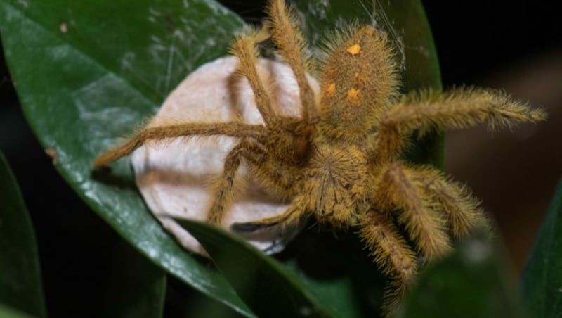 Die „David-Bowie-Spinne“ (heteropoda davidbowie) gehört zur Art der Riesenkrabbenspinnen. (Bild: APA/dpa/Boris Roessler)