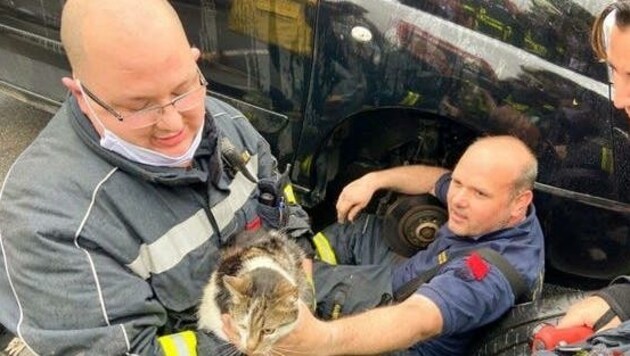 Aus dem warmen Motorraum des fremden Autos ging es dank des beherzten Einsatzes der Helfer für Katze „Luna“ nur leicht verletzt wieder nach Hause. (Bild: FF Groß-Enzersdorf)