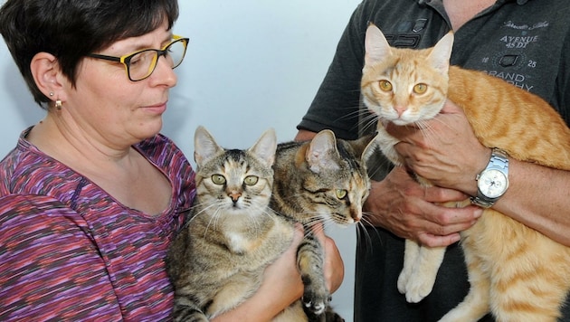 Sabine Albrecht mit ihren verschreckten Katzenkindern (Bild: Crepaz Franz)