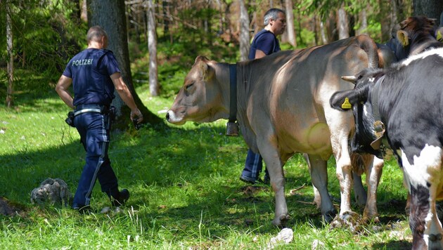 Die angegriffenen Urlauber wurden zum Teil ins Spital geflogen. Polizisten nähern sich dennoch furchtlos den Tiroler Almkühen. (Bild: zoom.tirol)