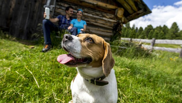 Wenn der Hund im Urlaub eine Freud´ hat, haben das Herrli und Frauerl auch. (Bild: c Steiermark Tourismus / ikarus.cc)
