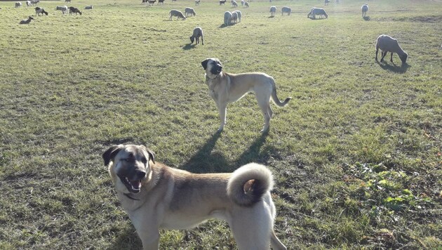 Die Herdenschutzhunde Dijay und Sum werden schon in der Herde geboren und verteidigen diese bis auf´s Blut. (Bild: Daum Hubert)
