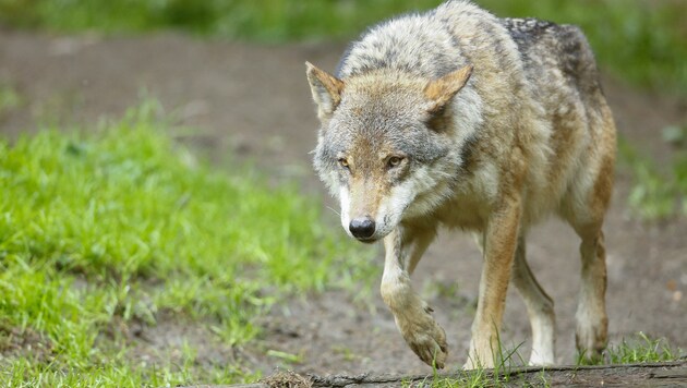 Auch im Salzkammergut unterwegs: der Wolf. (Bild: Gerhard Schiel)