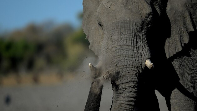 In Sri Lanka, an elephant panicked during a ceremony and injured 13 people (symbolic image). (Bild: AFP)