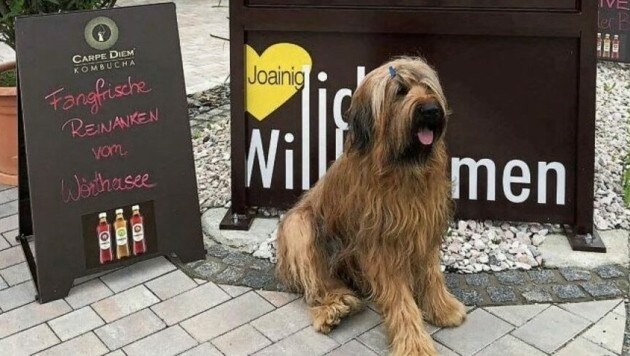 Das Hotel Joainig wurde als bestes Hundehotel Kärntens ausgezeichnet; es gab fünf Pfoten. (Bild: Christian Sager )