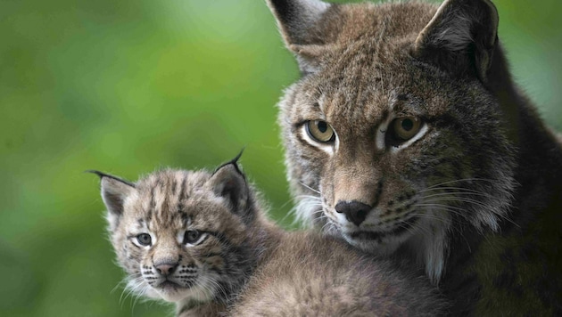 Luchse fühlen sich in Vorarlberg bereits heimisch und ziehen hier auch ihre Jungen auf. (Bild: DANIEL SCHWAB)