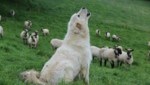 In Salzburg haben aktuell nur zwei Bauern Herdenschutzhunde im Einsatz. (Bild: Land OÖ Stockinger)
