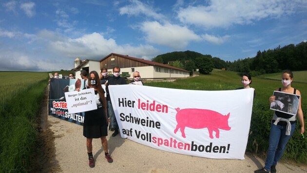 Tierschutz-Aktivisten werfen weiterhin einen genauen Blick auf die Schweinemastbetriebe (Bild: VGT/Verein gegen Tierfabriken)