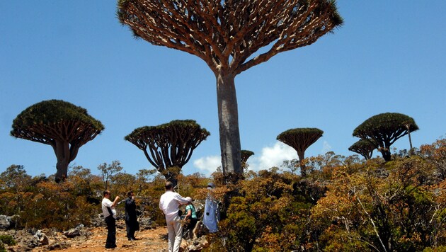 Socotra ist die Heimat der berühmten Drachenbaumart „Dracaena cinnabari“. Seit 2008 ist die Insel UNESCO-Weltnaturerbe. (Bild: AFP)