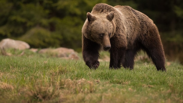 A brown bear (symbolic image) (Bild: stock.adobe.com)