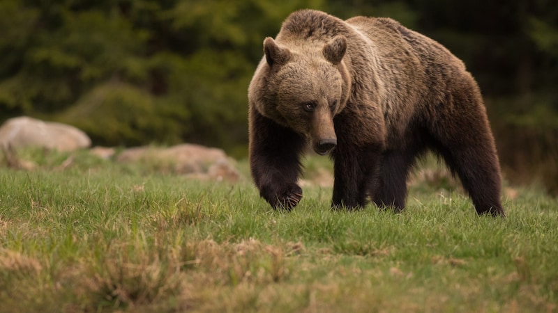 Ein Braunbär (Symbolbild) (Bild: stock.adobe.com)