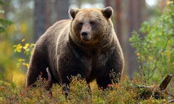 Nach der Bärenattacke in Italien zeigten Tierschützer nun den Trentiner Landeshauptmann an. ...