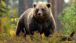 Ein ausgewachsener Braunbär (Symbolbild) kann bis zu 350 Kilogramm wiegen. (Bild: stock.adobe.com)