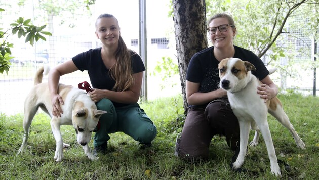 Im Tierheim Salzburg kümmern sich die Pflegerinnen Sarah und Valerie um ihre Schützlinge. Die Hunde „Honey“ und „John“ suchen ein passendes Zuhause. (Bild: Tröster Andreas)