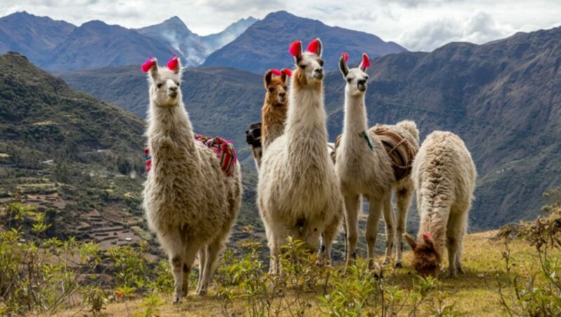 Traditionell geschmückte Lamas in Peru fühlen sich - anders als das Coronavirus - auch in hohen Lagen wohl. (Bild: bchyla/stock.adobe.com)