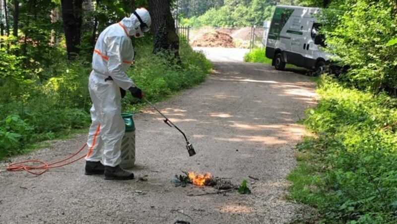 Raupen-Nester wurden auch schon mit Flammenwerfern eliminiert. (Archivbild) (Bild: Bundesgartenamt)